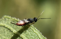 Calosotinae