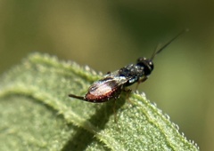 Calosotinae