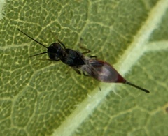 Calosotinae