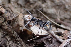 Polyrhachis ammon