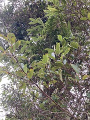 Pterophylla racemosa