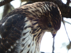 Accipiter cooperii