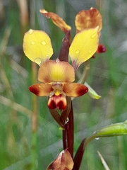 Diuris corymbosa