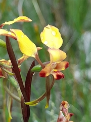 Diuris corymbosa