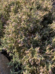 Melolobium candicans