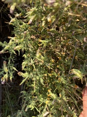 Melolobium candicans