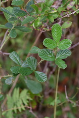 Rubus cuneifolius
