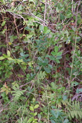 Rubus cuneifolius