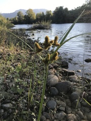 Cyperus glomeratus