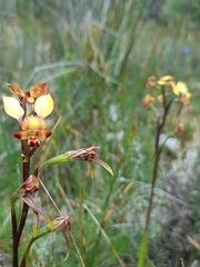 Diuris corymbosa