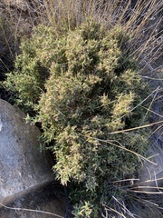 Melolobium candicans