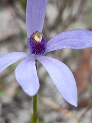 Pheladenia deformis