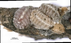 Lecanodiaspididae