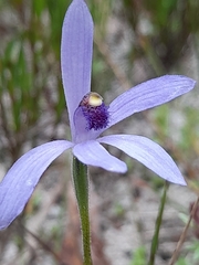 Pheladenia deformis