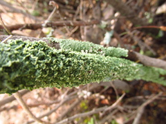 Flavopunctelia flaventior