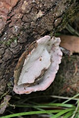 Rhodofomes cajanderi