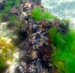 Parablennius tasmanianus