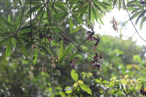 Lobelia petiolata 2