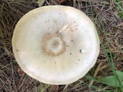 Pluteus petasatus