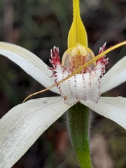 Caladenia longicauda
