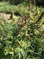 Phytolacca octandra