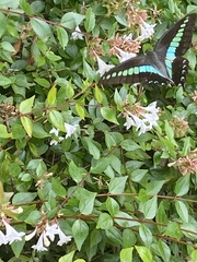 Graphium sarpedon nipponum