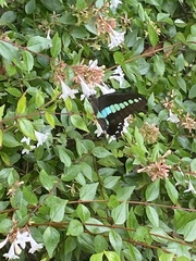 Graphium sarpedon nipponum