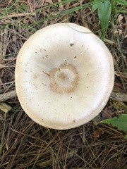 Pluteus petasatus