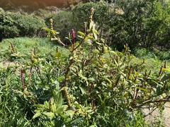 Phytolacca octandra