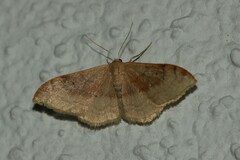 Idaea degeneraria