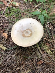 Pluteus petasatus