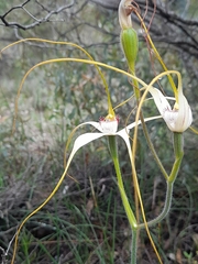 Caladenia longicauda