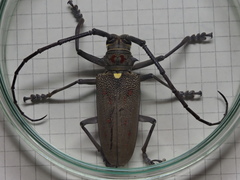 Batocera rufomaculata