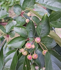 Malus baccata