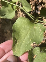 Smilax californica