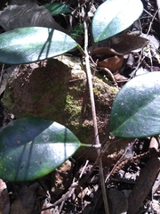 Hoya australis