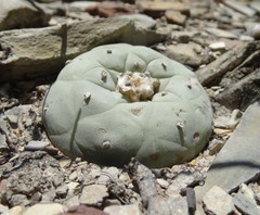 Lophophora diffusa
