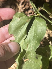 Smilax californica