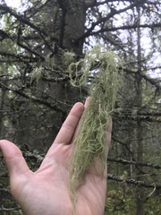 Usnea longissima
