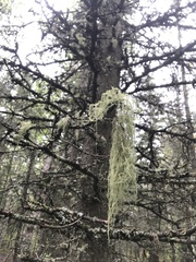 Usnea longissima