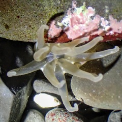 Halcampa decemtentaculata