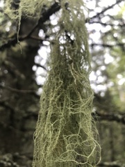 Usnea longissima