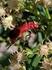 Chauliognathus lecontei