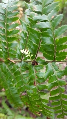 Polystichum proliferum