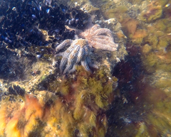Coscinasterias muricata