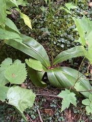 Clintonia umbellulata