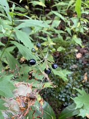 Clintonia umbellulata