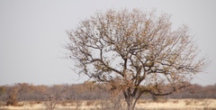 Colophospermum mopane image