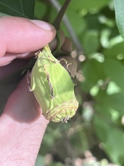 Calycanthus occidentalis