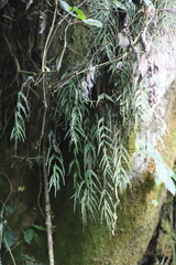 Asplenium tenuicaudatum